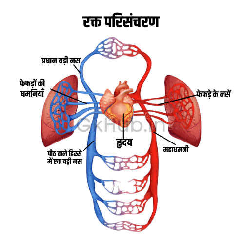 रक्त परिसंचरण