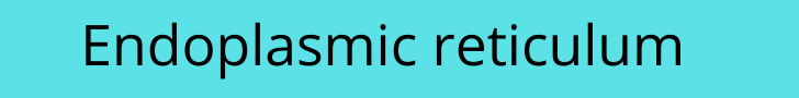 Endoplasmic reticulum