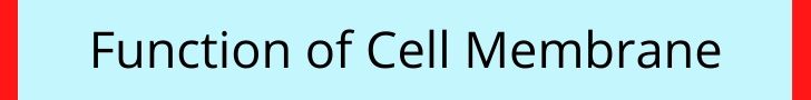 Function of Cell Membrane