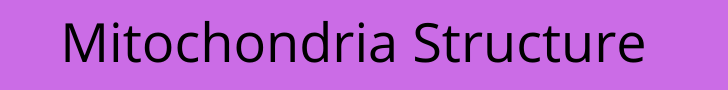 Mitochondria Structure