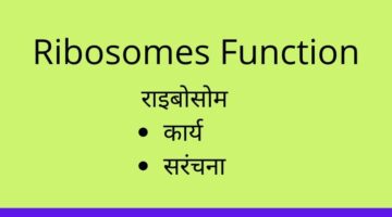 Ribosomes Function-Biology