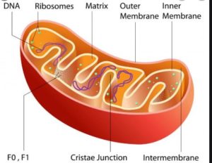 Ribosomes Function