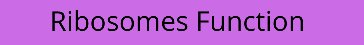 Ribosomes Function
