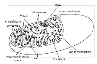 mitochondria structure