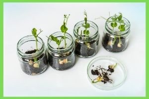 Biological Pollution in Hindi