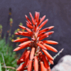 Aloe Vera Flower