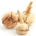 Arrowroot
