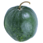 Ash Gourd