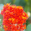 Ashok Flower