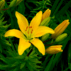Asiatic Lily