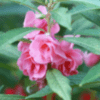Balsam