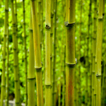 Bamboo Shoot