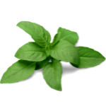 Basil