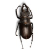 Beetle