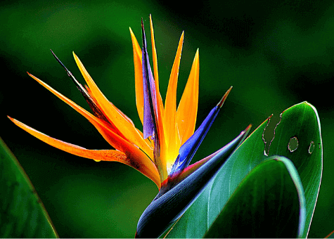 Bird of Paradise image