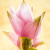 Black Turmeric Flower