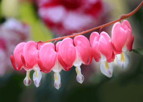 Bleeding Heart image