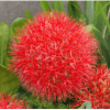 Blood Lily