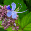 Blue Fountain Bush