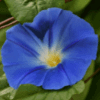Blue Morning Glory