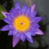 Blue Water Lily