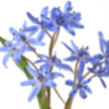 Bluestar Flower