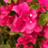 Bougainvillea