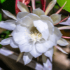 Brahma Kamal