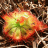 Burmann’s Sundew