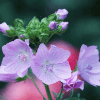 Burr Mallow
