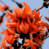 Butea Monosperma