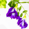 Butterfly Pea