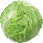 Cabbage