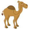 Camel