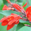 Canna Lily