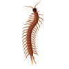 Centipede