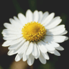 Chamomile