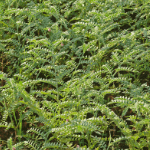 Chane ka Saag