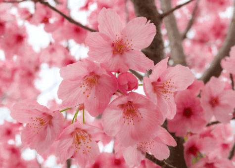 Cherry Blossom image