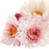 Chrysanthemum