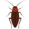 Cockroach