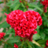Cockscomb Flower