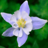 Columbine Flower