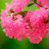 Common Crape Myrtle