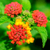 Common Lantana