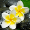 Common White Frangipani
