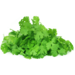 Coriander Leaves