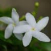 Crape Jasmine