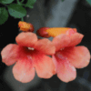Creeper Flowers