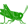 Cricket